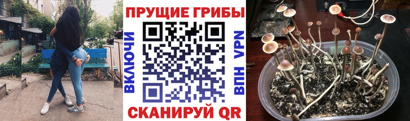 наркотики  Сольвычегодск  Псилоцибиновые грибы Cubensis 
